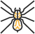 cape coral spiders